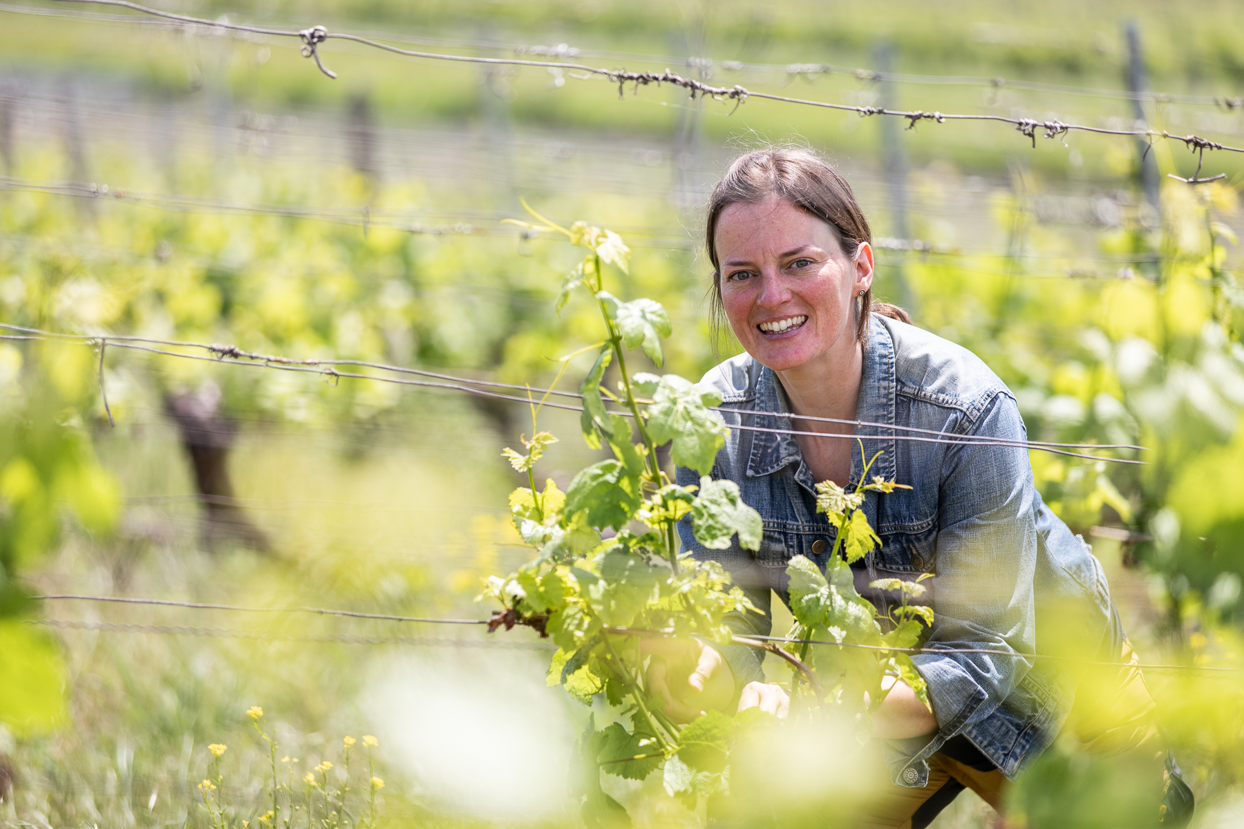 Biologischer Weinbau